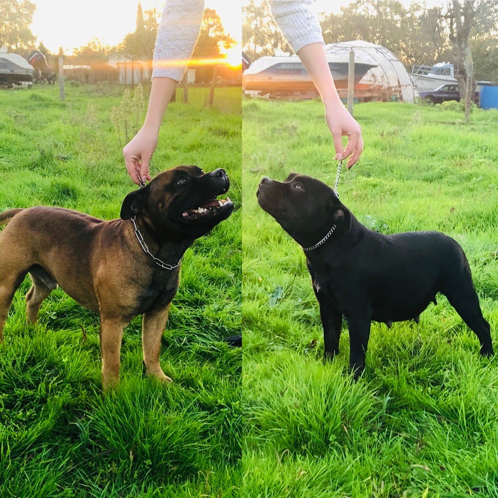 Des Terres De Minlow - Staffordshire Bull Terrier - Portée née le 28/11/2020