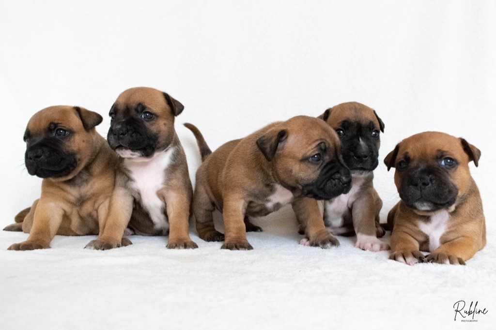 chiot Staffordshire Bull Terrier Des Terres De Minlow